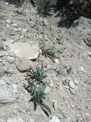 Penstemon pachyphyllus