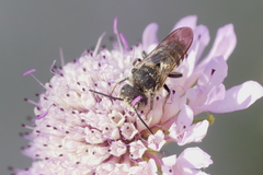 Coelioxys afer