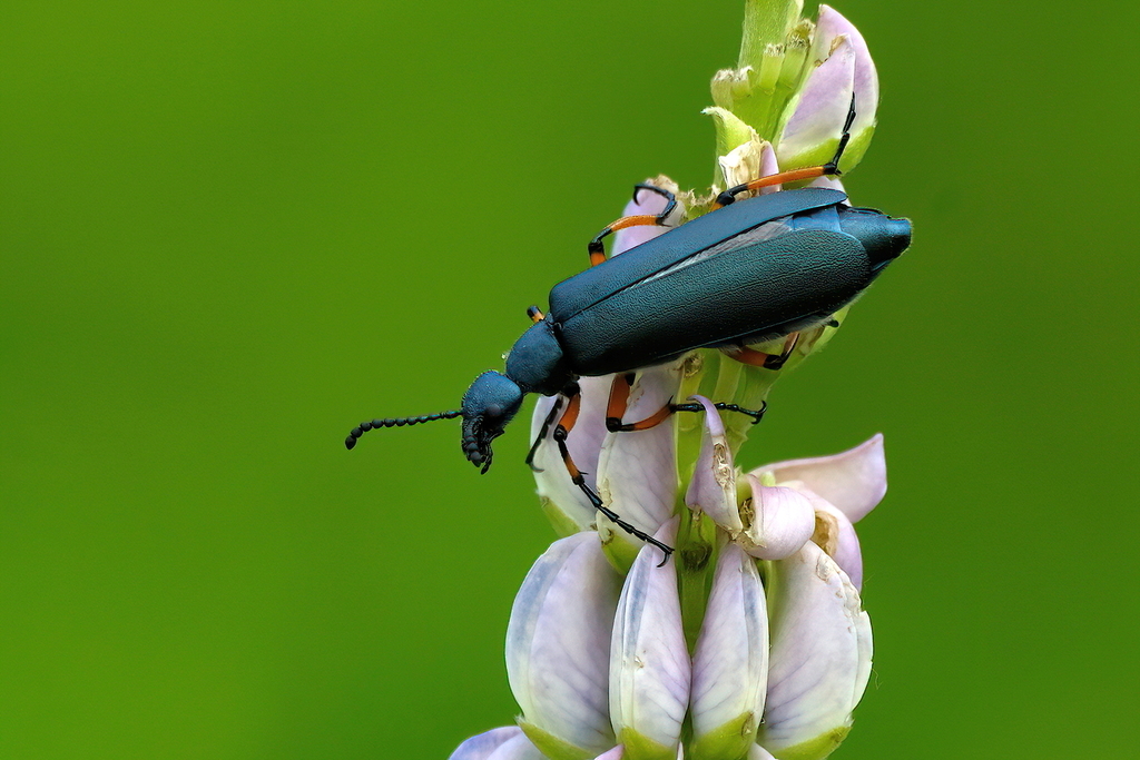 Say's Blister Beetle