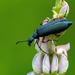 Say's Blister Beetle - Photo (c) bienchen, some rights reserved (CC BY-NC), uploaded by bienchen