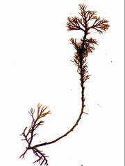Halopithys