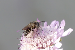 Coelioxys afer