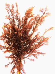Halopithys