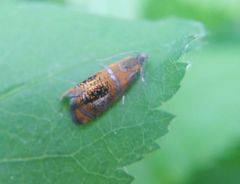 Olethreutes arcuella