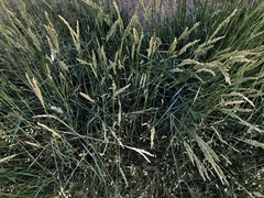 Elymus smithii