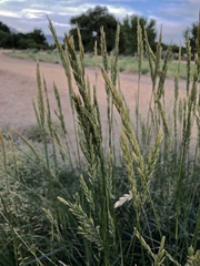 Elymus smithii