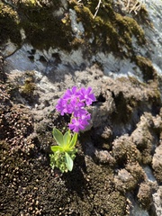 Primula pedemontana