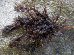 Halopithys