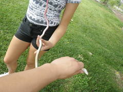 Masticophis lateralis lateralis