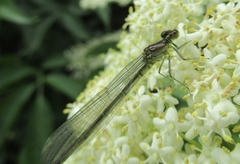 Erythromma