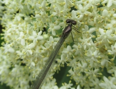 Erythromma