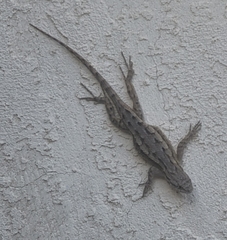 Sceloporus occidentalis