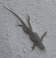 Sceloporus occidentalis