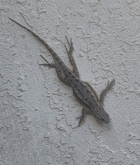 Sceloporus occidentalis
