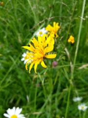 Crepis mollis