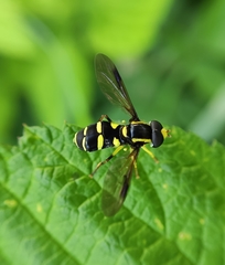 Xanthogramma pedissequum