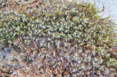 Racomitrium heterostichum