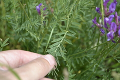 Astragalus macropus