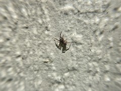 Theridiidae