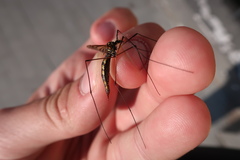 Nephrotoma pratensis