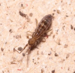 Orchesella quinquefasciata