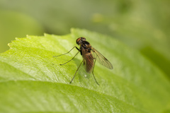 Chrysopilus cristatus
