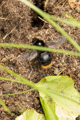 Bombus rupestris