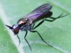 Rhaphium melampus