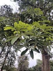 Alstonia scholaris