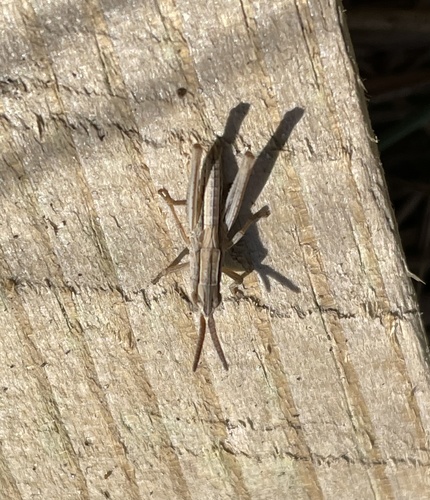 Lesser Marsh Grasshopper, De Slufter, De Cocksdorp, Noord-Holland, NL, photo 10 of 10