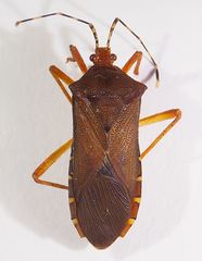 Anasa bellator