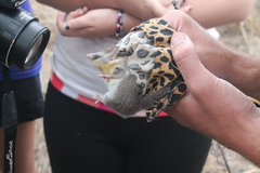 Graphiurus
