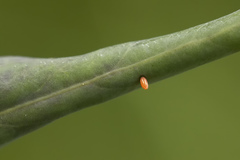 Anthocharis cardamines