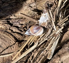 Ellobiidae