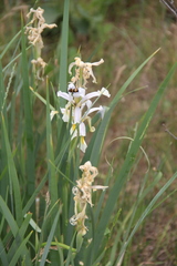 Iris pseudonotha