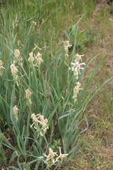 Iris pseudonotha
