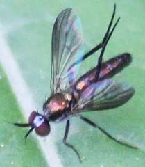 Rhaphium melampus