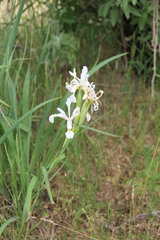 Iris pseudonotha