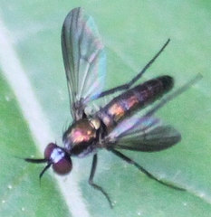 Rhaphium melampus