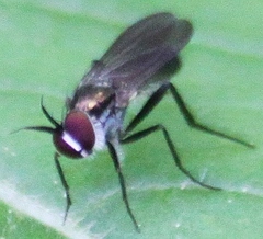 Rhaphium melampus