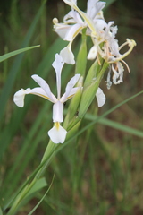 Iris pseudonotha