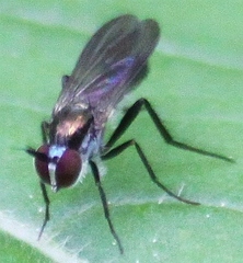 Rhaphium melampus