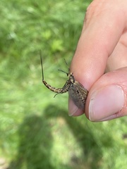 Ephemera vulgata