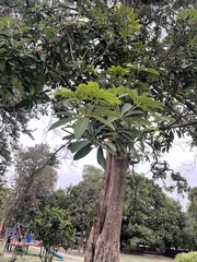 Alstonia scholaris