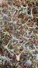 Eryngium creticum