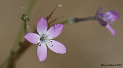 Gilia leptantha purpusii