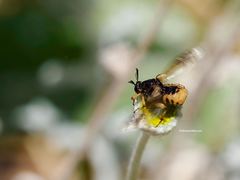 Ripiphorus rex