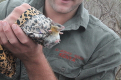 Graphiurus