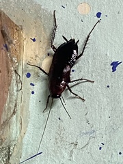 Blattinae