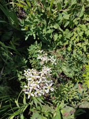 Clematis lathyrifolia